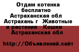 Отдам котенка бесплатно - Астраханская обл., Астрахань г. Животные и растения » Кошки   . Астраханская обл.